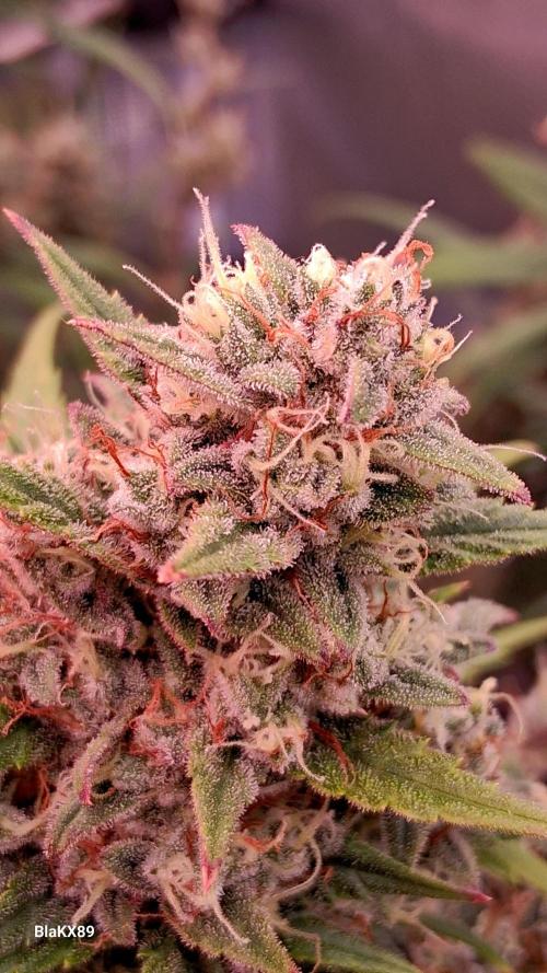 Auto | Dr. Zaius OG from V-Buds. Week 9
