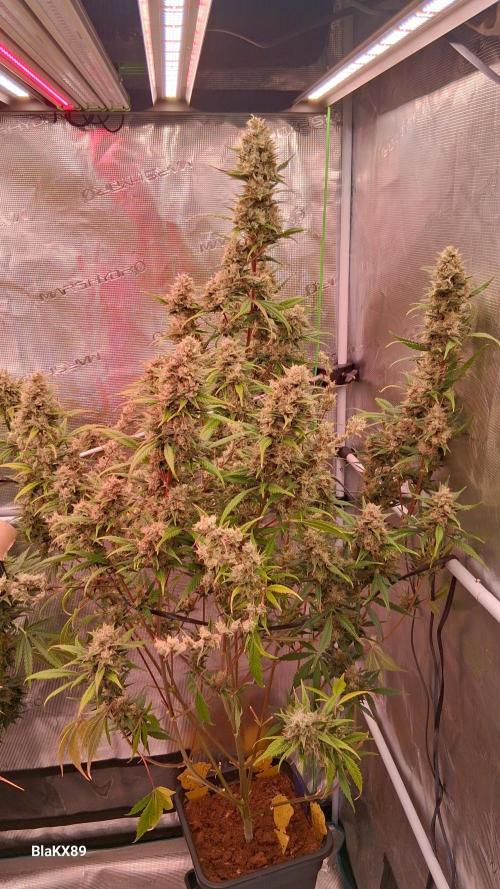 Auto | Dr. Zaius OG from V-Buds. Week 9