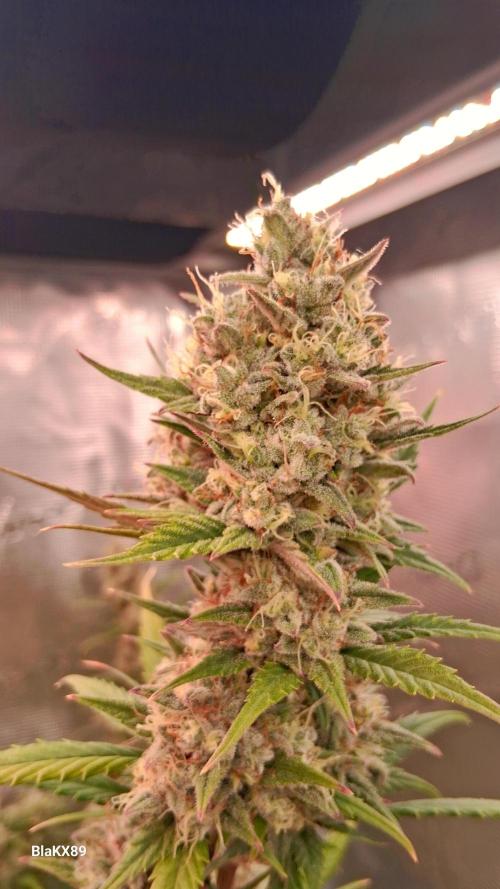 Auto | Dr. Zaius OG from V-Buds. Week 9
