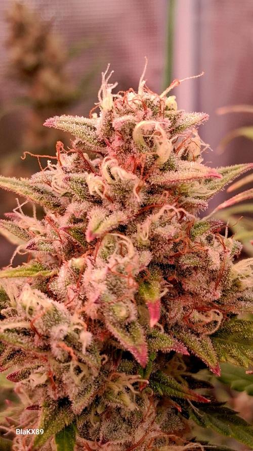 Auto | Dr. Zaius OG from V-Buds. Week 9