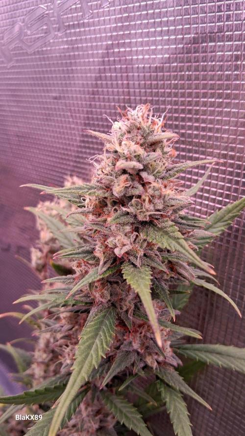 Auto | Dr. Zaius OG from V-Buds. Week 9