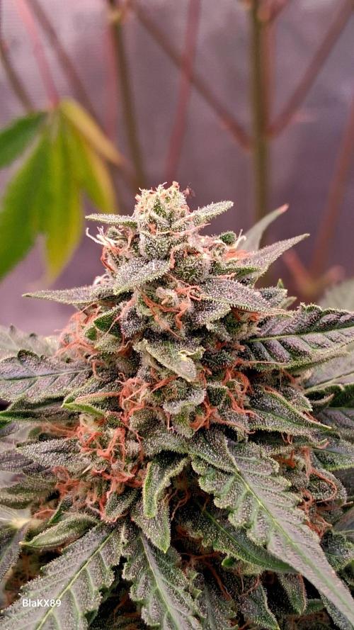 Super Strains Do-Si-Dos Auto & Hy-Pro. Week 9