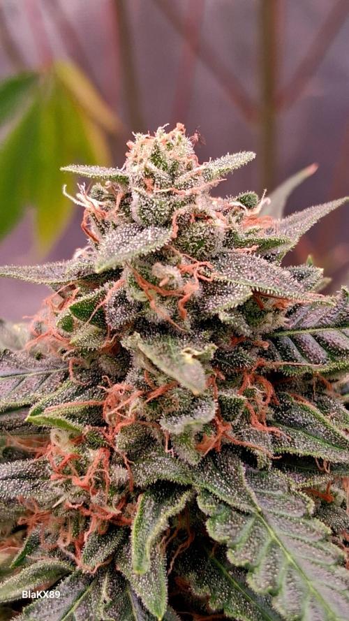 Super Strains Do-Si-Dos Auto & Hy-Pro. Week 9