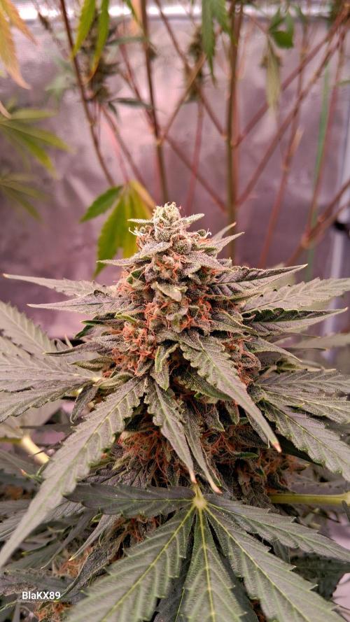 Super Strains Do-Si-Dos Auto & Hy-Pro. Week 9