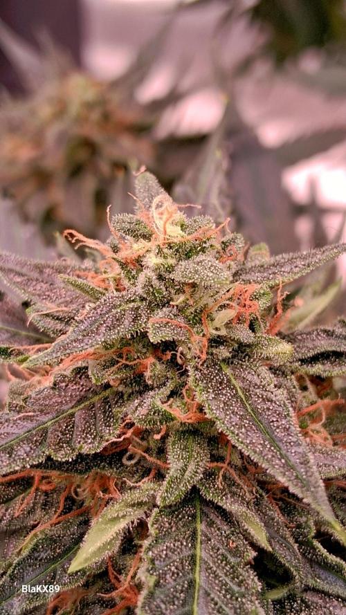 Super Strains Do-Si-Dos Auto & Hy-Pro. Week 9