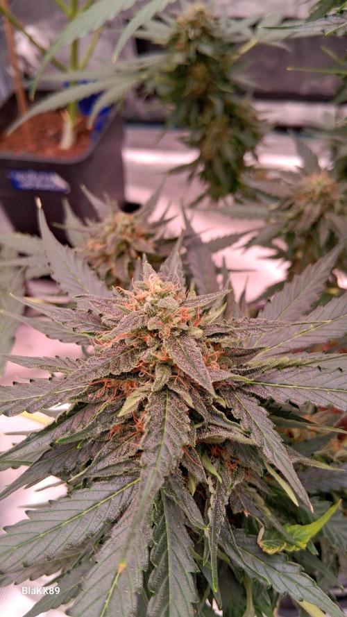 Super Strains Do-Si-Dos Auto & Hy-Pro. Week 9