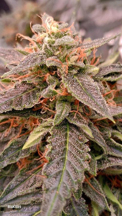 Super Strains Do-Si-Dos Auto & Hy-Pro. Week 9