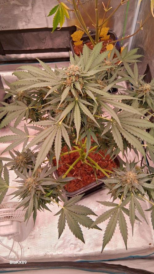 Super Strains Do-Si-Dos Auto & Hy-Pro. Week 9