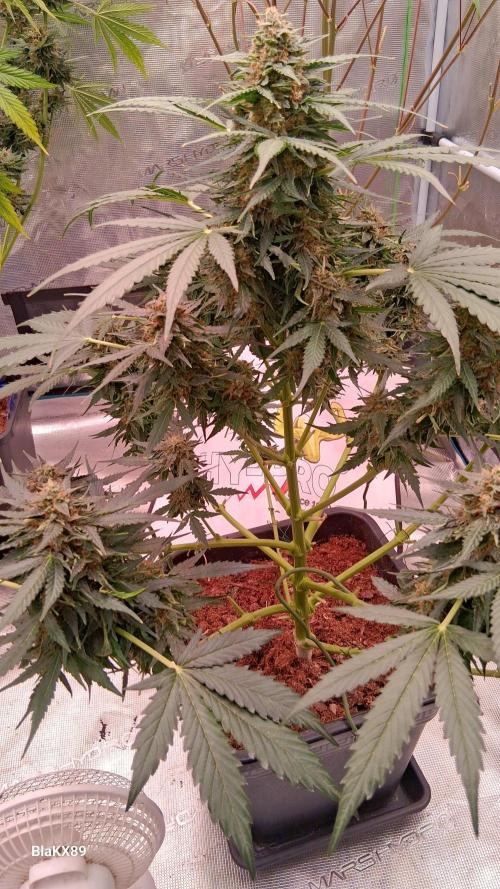 Super Strains Do-Si-Dos Auto & Hy-Pro. Week 9