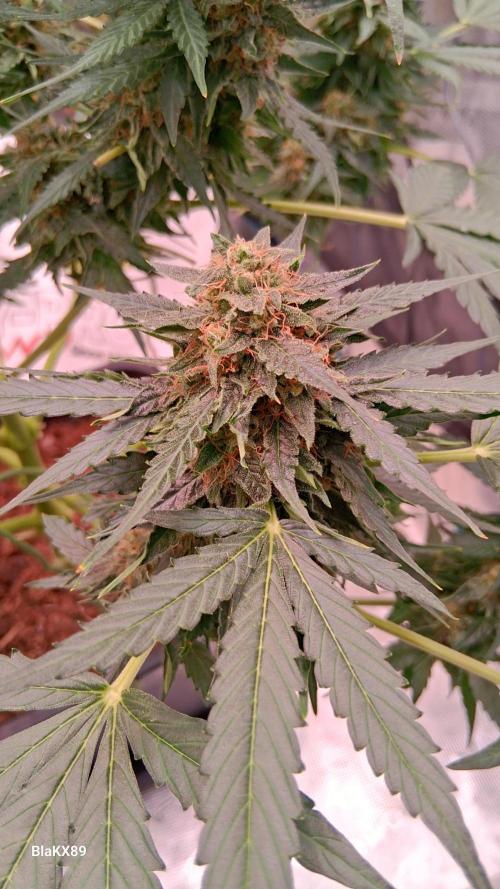 Super Strains Do-Si-Dos Auto & Hy-Pro. Week 9