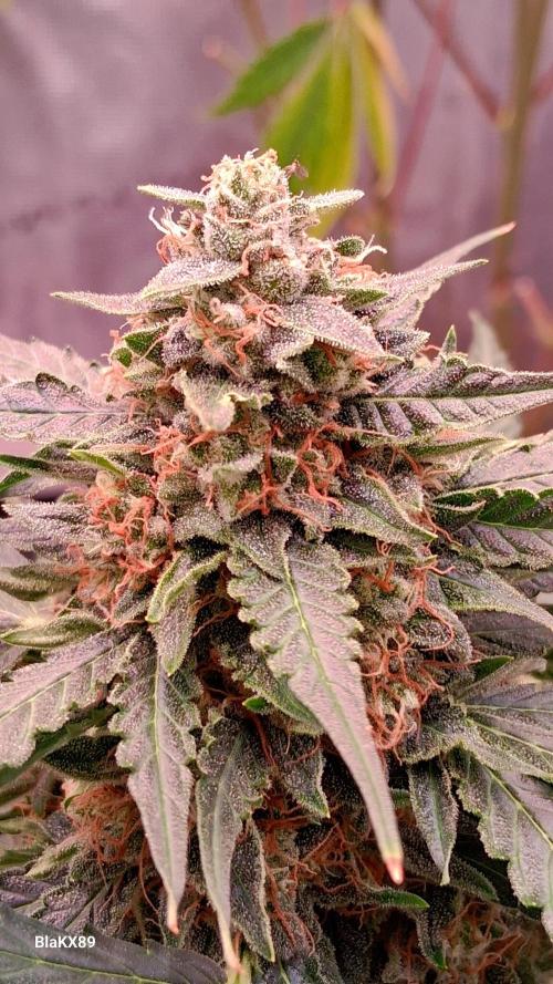 Super Strains Do-Si-Dos Auto & Hy-Pro. Week 9