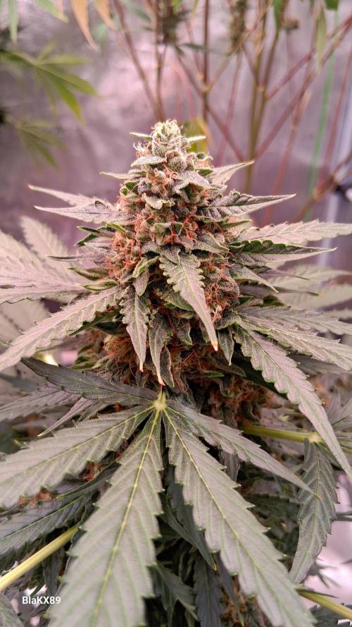 Super Strains Do-Si-Dos Auto & Hy-Pro. Week 9