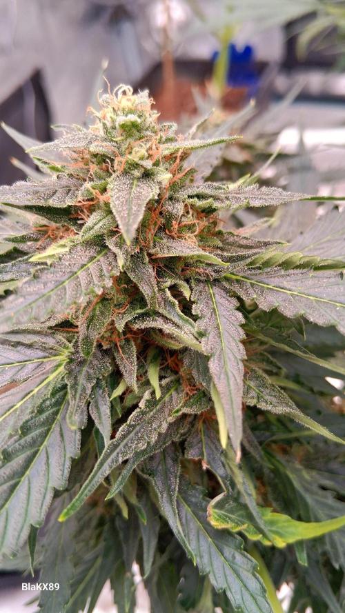Super Strains Do-Si-Dos Auto & Hy-Pro. Week 9