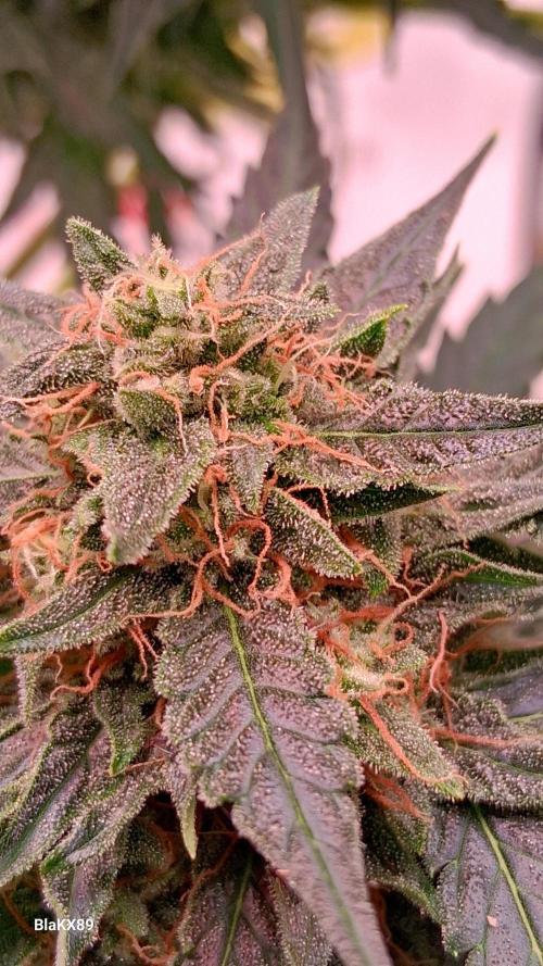 Super Strains Do-Si-Dos Auto & Hy-Pro. Week 9