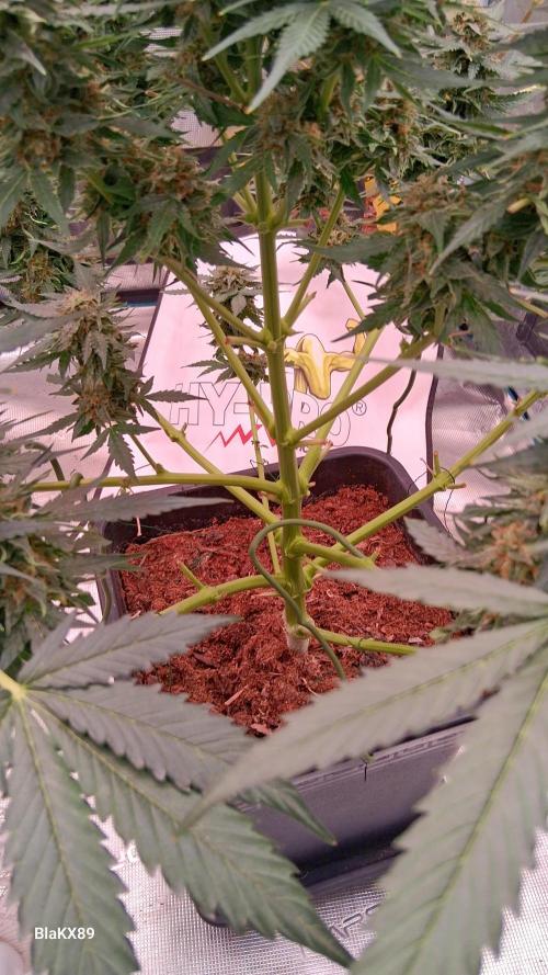 Super Strains Do-Si-Dos Auto & Hy-Pro. Week 9