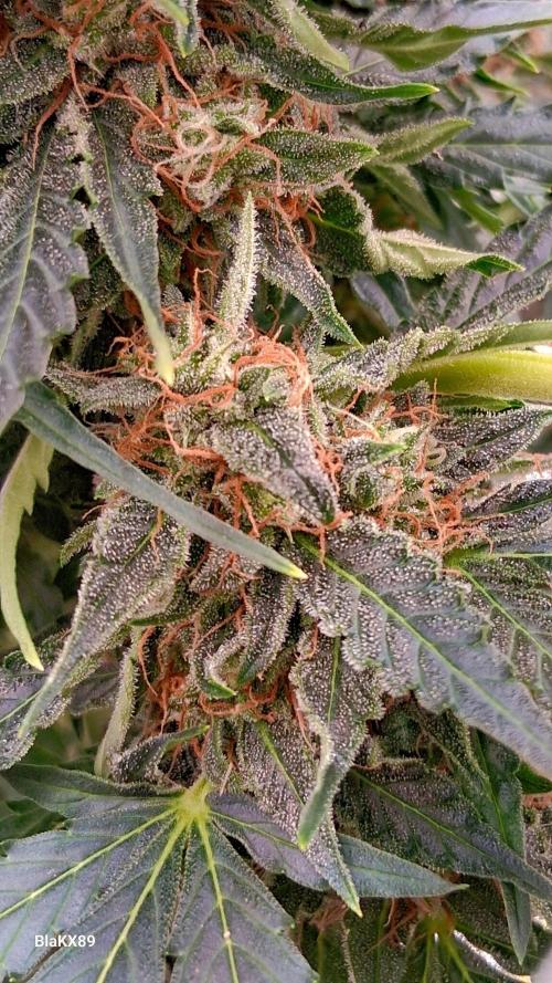 Super Strains Do-Si-Dos Auto & Hy-Pro. Week 9