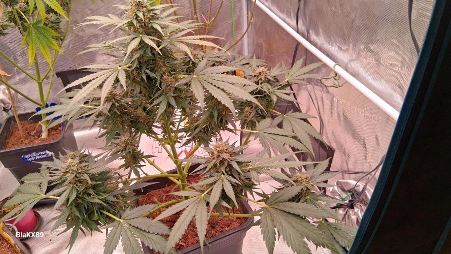 Super Strains Do-Si-Dos Auto & Hy-Pro. Week 9