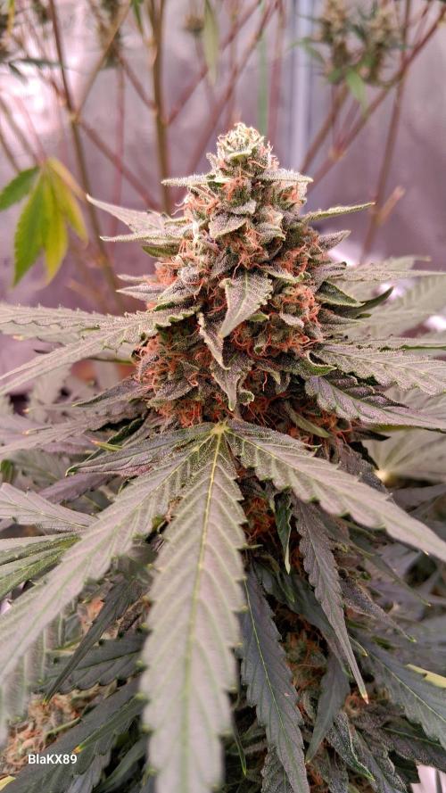 Super Strains Do-Si-Dos Auto & Hy-Pro. Week 9
