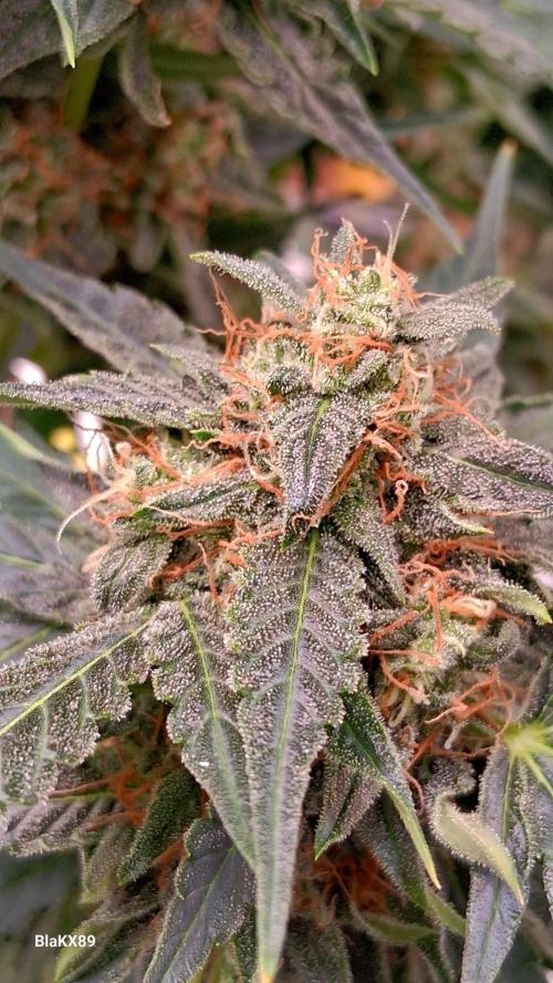 Super Strains Do-Si-Dos Auto & Hy-Pro. Week 9