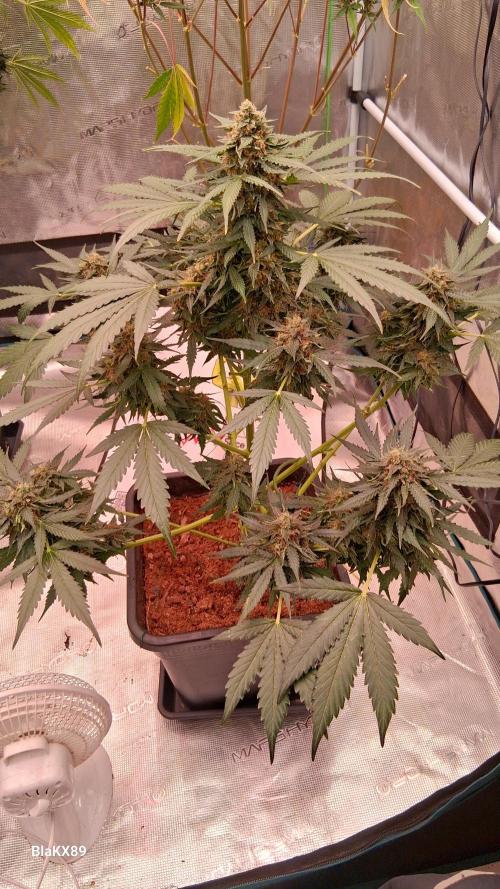 Super Strains Do-Si-Dos Auto & Hy-Pro. Week 9