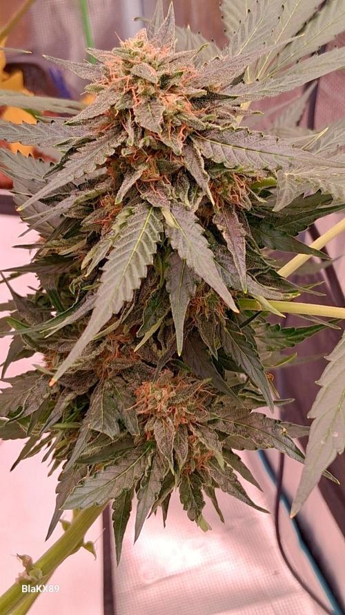 Super Strains Do-Si-Dos Auto & Hy-Pro. Week 9