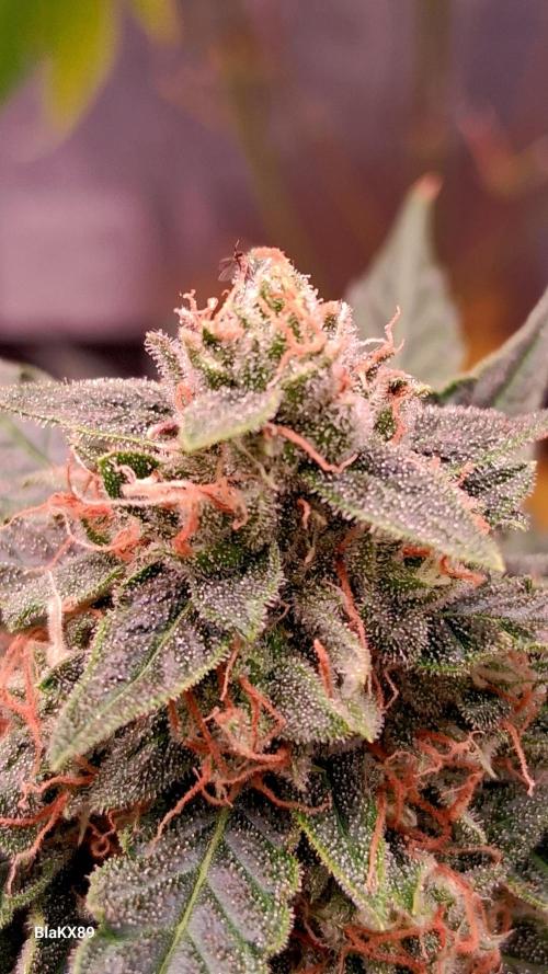 Super Strains Do-Si-Dos Auto & Hy-Pro. Week 9