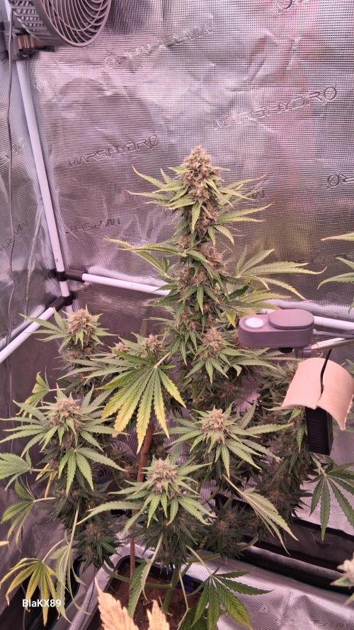 GMO Auto Barneys Farm. Week 9