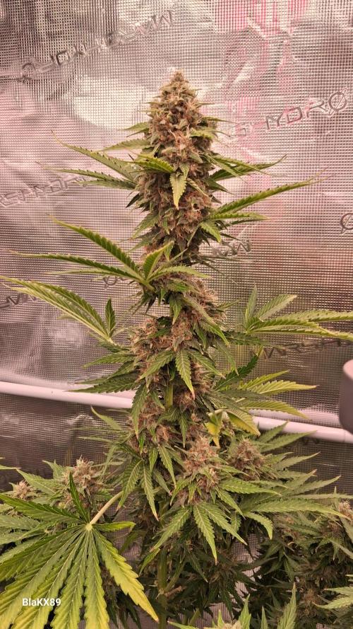 GMO Auto Barneys Farm. Week 9