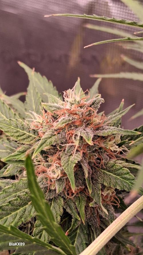 GMO Auto Barneys Farm. Week 9