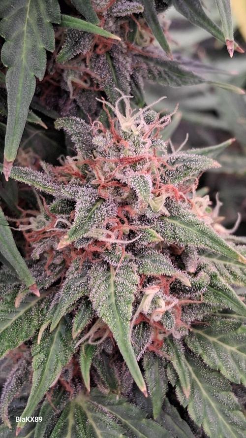 GMO Auto Barneys Farm. Week 9
