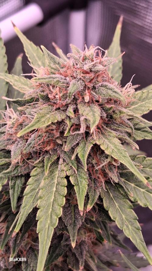 GMO Auto Barneys Farm. Week 9
