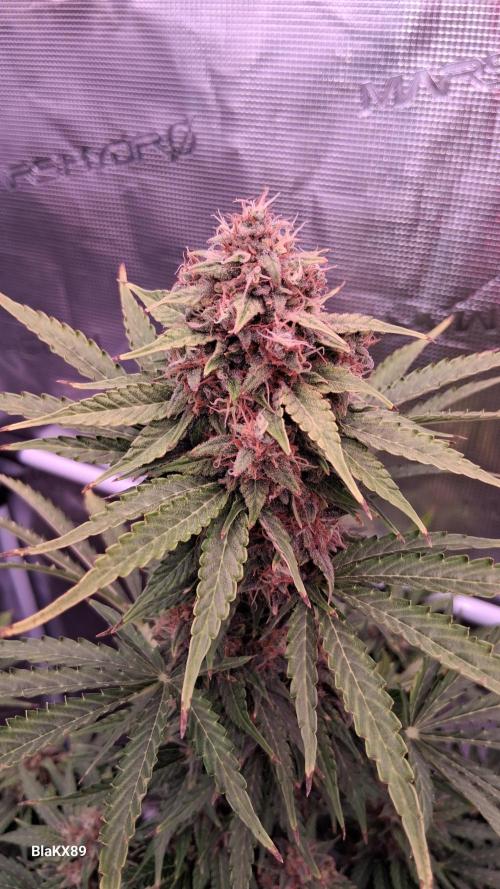 GMO Auto Barneys Farm. Week 9