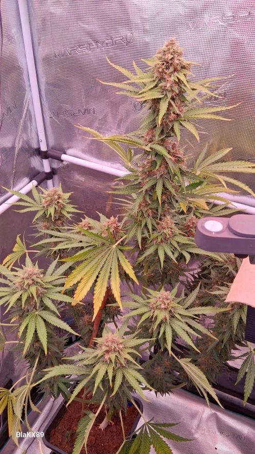 GMO Auto Barneys Farm. Week 9
