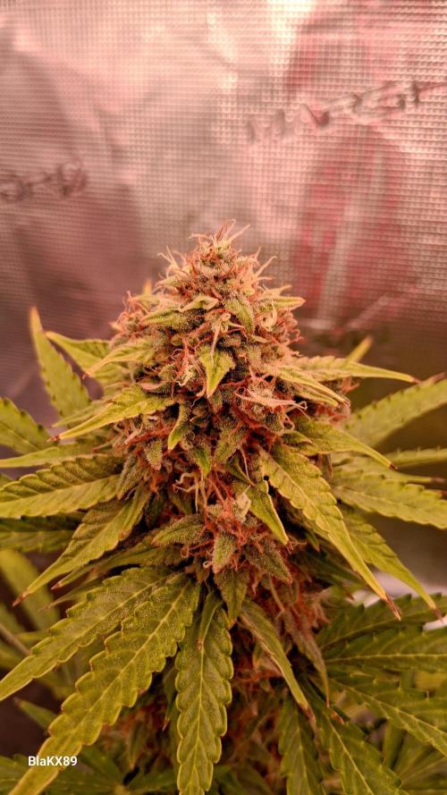 GMO Auto Barneys Farm. Week 9