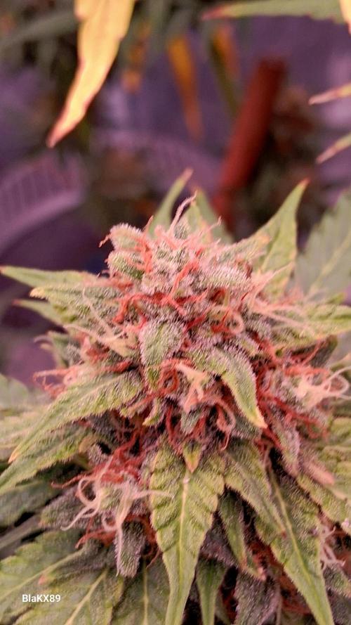 GMO Auto Barneys Farm. Week 9