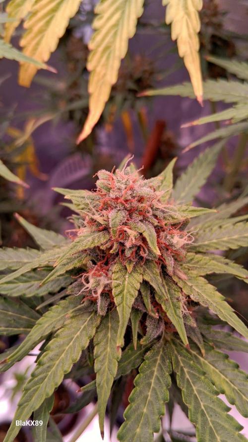 GMO Auto Barneys Farm. Week 9