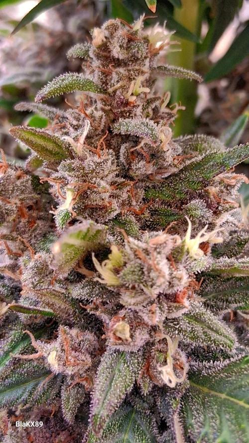 Banana Purple Punch Auto RF3 Fastbuds. Week 9