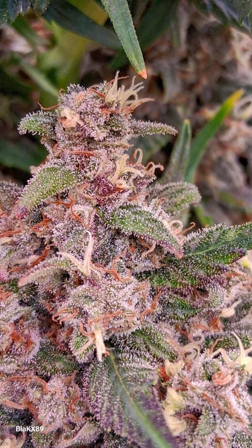 Banana Purple Punch Auto RF3 Fastbuds. Week 9