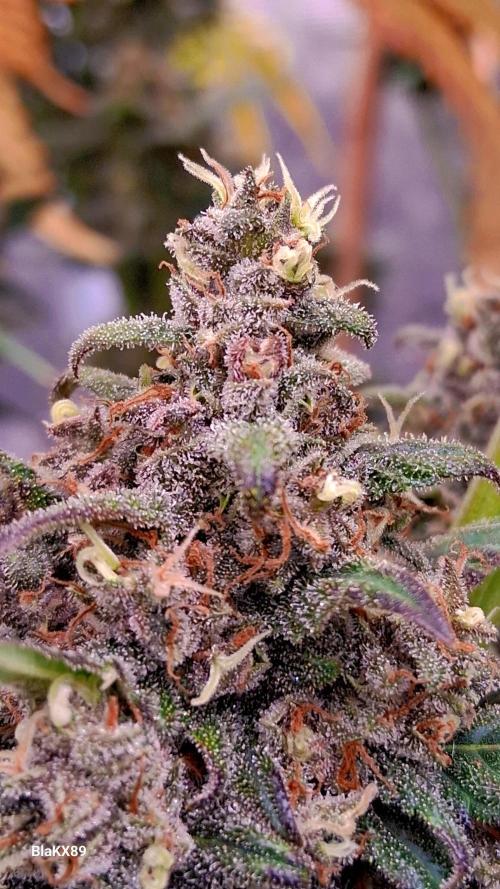 Banana Purple Punch Auto RF3 Fastbuds. Week 9