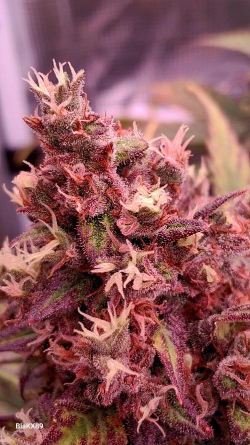 Banana Purple Punch Auto RF3 Fastbuds. Week 9