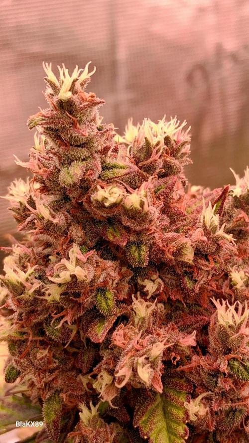 Banana Purple Punch Auto RF3 Fastbuds. Week 9