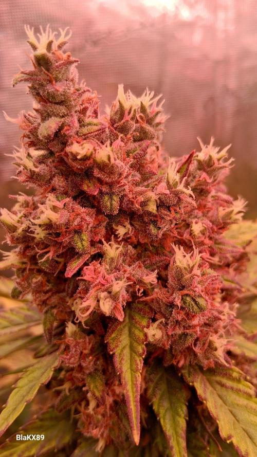 Banana Purple Punch Auto RF3 Fastbuds. Week 9