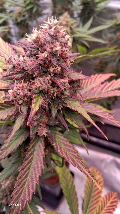Banana Purple Punch Auto RF3 Fastbuds. Week 9
