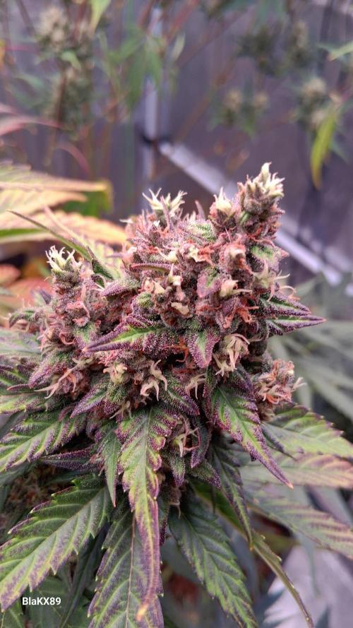 Banana Purple Punch Auto RF3 Fastbuds. Week 9