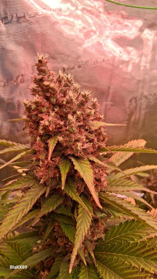 Banana Purple Punch Auto RF3 Fastbuds. Week 9
