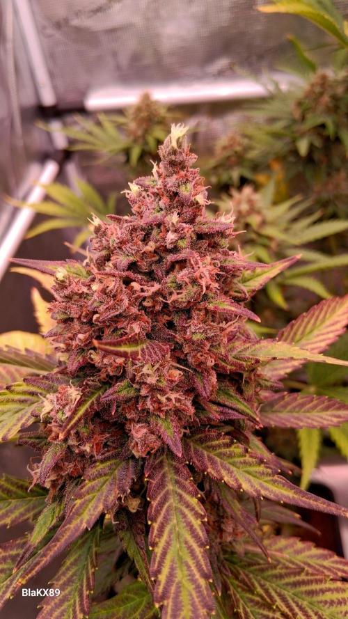 Banana Purple Punch Auto RF3 Fastbuds. Week 9