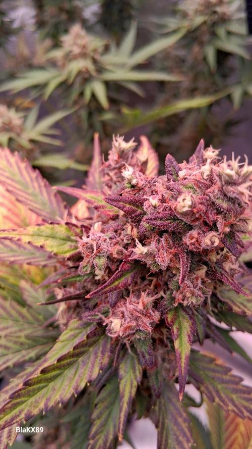 Banana Purple Punch Auto RF3 Fastbuds. Week 9