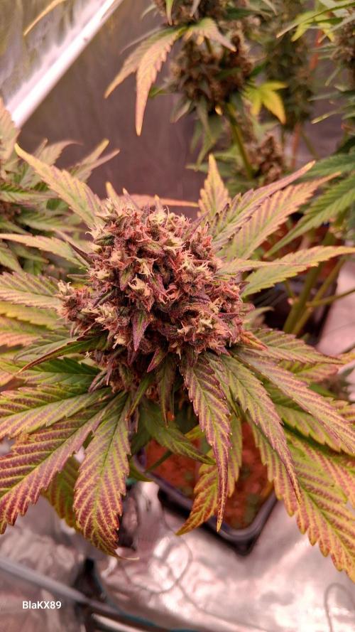 Banana Purple Punch Auto RF3 Fastbuds. Week 9