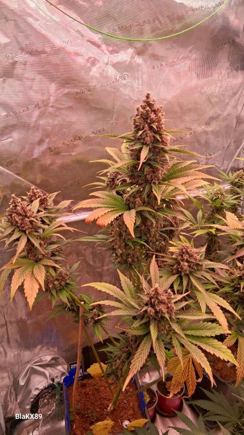 Banana Purple Punch Auto RF3 Fastbuds. Week 9
