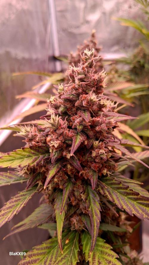 Banana Purple Punch Auto RF3 Fastbuds. Week 9